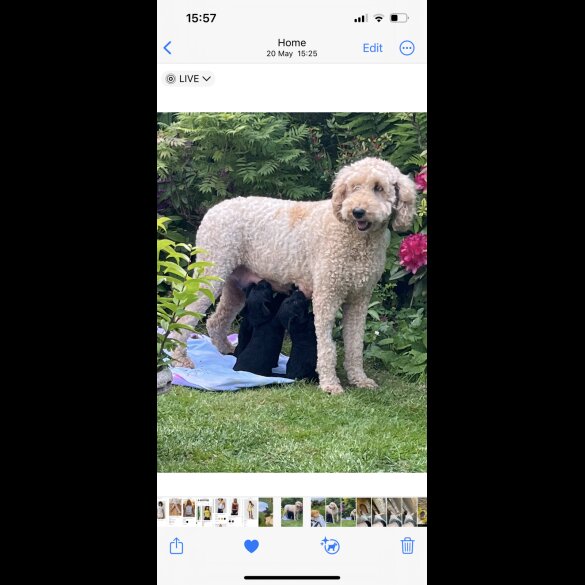 Labradoodle - Both