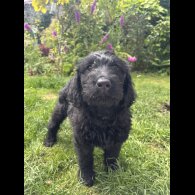 Labradoodle - Both
