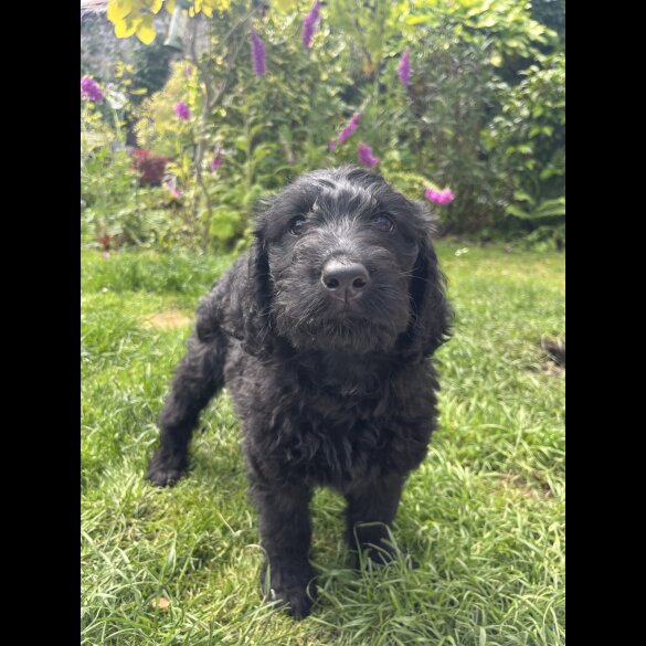 Labradoodle - Both