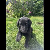 Labradoodle - Both