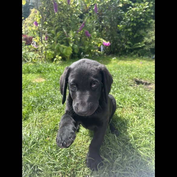 Labradoodle - Both