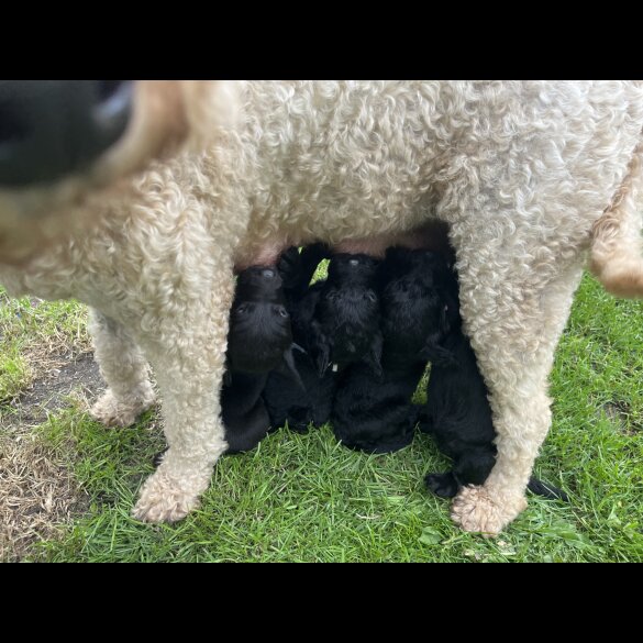 Labradoodle - Both