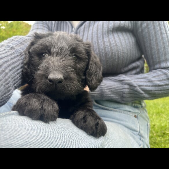 Labradoodle - Both