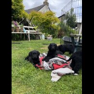 Labradoodle - Both