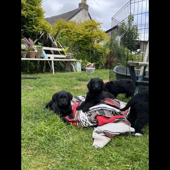 Labradoodle - Both