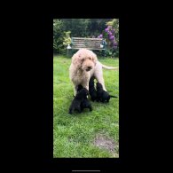 Labradoodle - Both