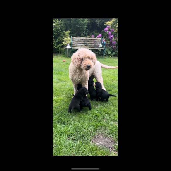 Labradoodle - Both