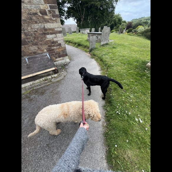 Labradoodle - Both