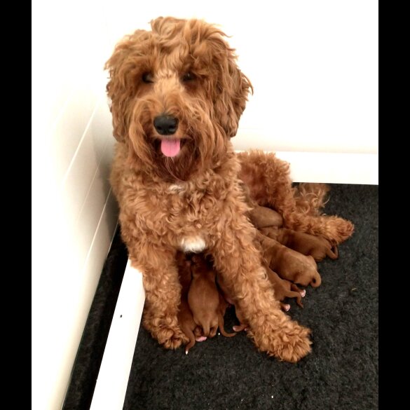 Labradoodle - Dogs