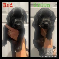 Labrador Retriever - Dogs