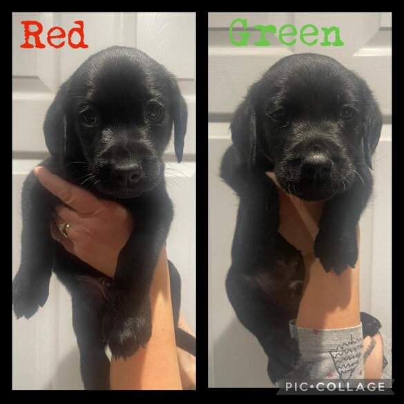 Labrador Retriever - Dogs