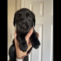 Labrador Retriever - Dogs