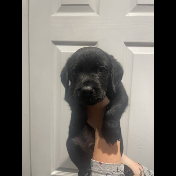 Labrador Retriever - Dogs