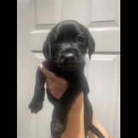 Labrador Retriever - Dogs