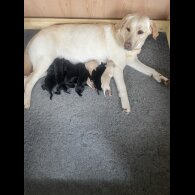 Labrador Retriever - Dogs