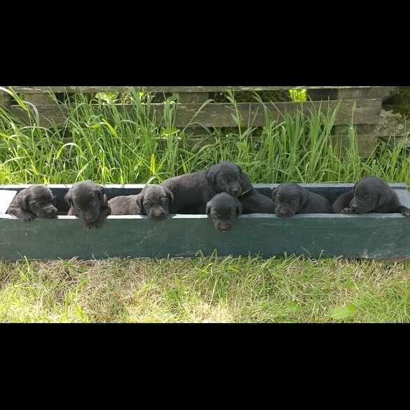 Labrador Retriever - Both