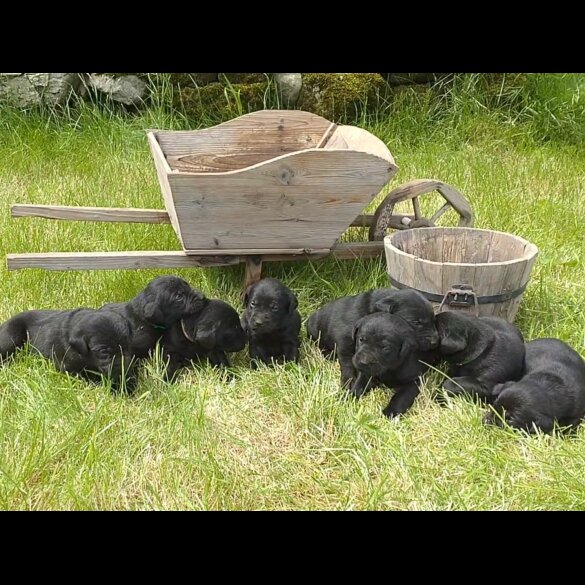 Labrador Retriever - Both