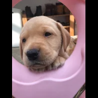 Labrador Retriever - Bitches