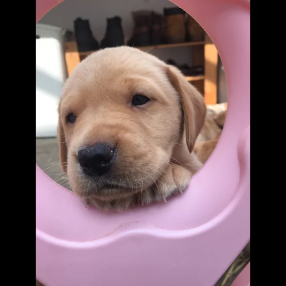 Labrador Retriever - Bitches