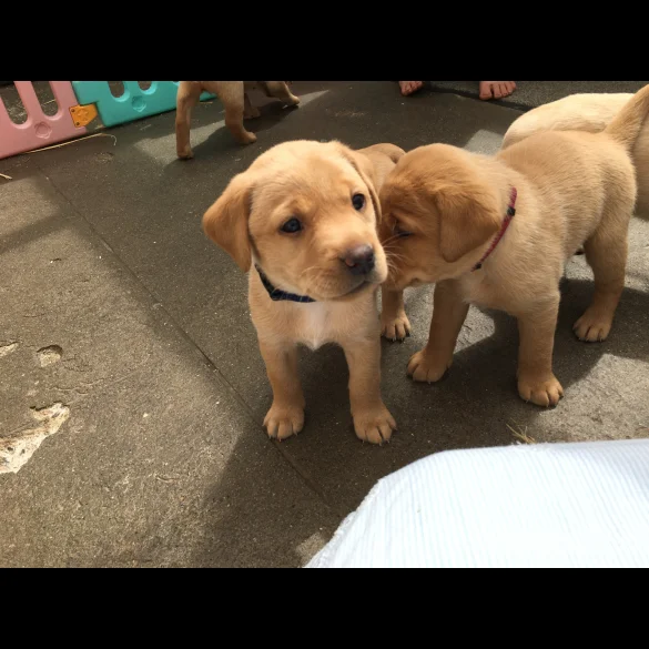 Labrador Retriever - Bitches
