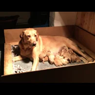 Labrador Retriever - Bitches