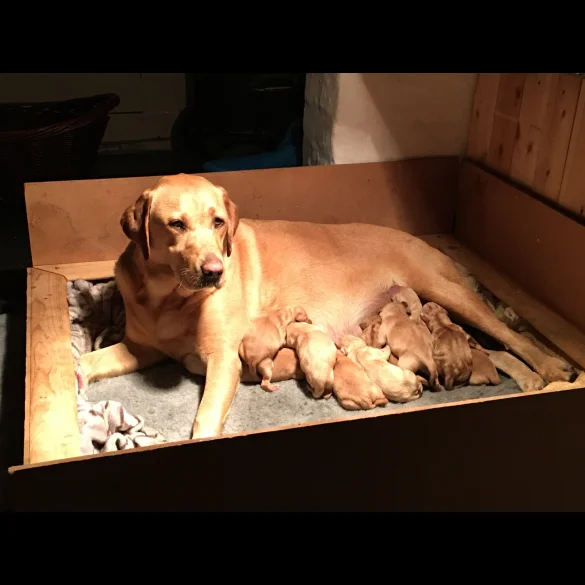 Labrador Retriever - Bitches
