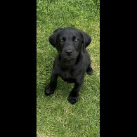 Labrador Retriever - Dogs