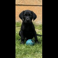 Labrador Retriever - Dogs