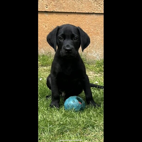 Labrador Retriever - Dogs