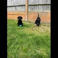 Labrador Retriever - Dogs