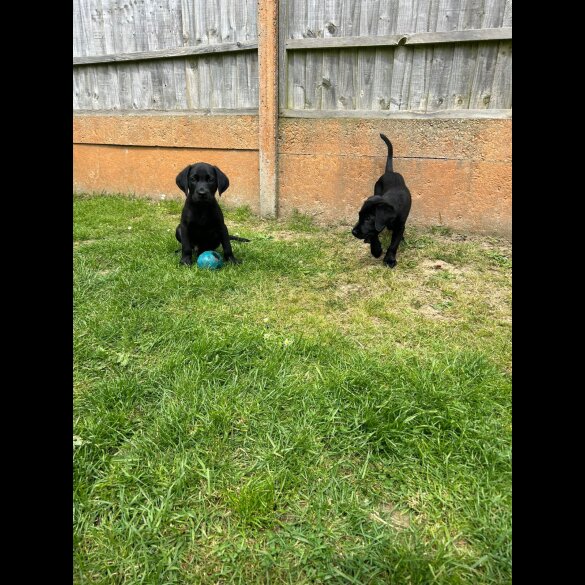 Labrador Retriever - Dogs