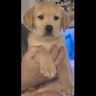 Labrador Retriever - Both