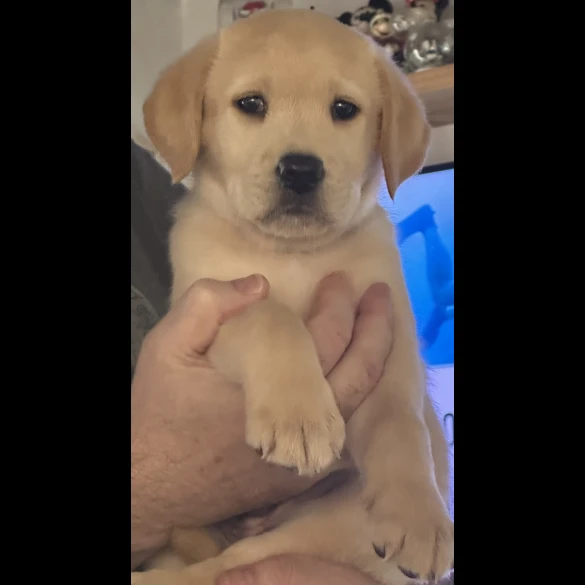 Labrador Retriever - Both