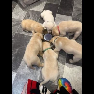 Labrador Retriever - Both