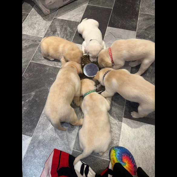 Labrador Retriever - Both