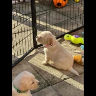 Labrador Retriever - Both