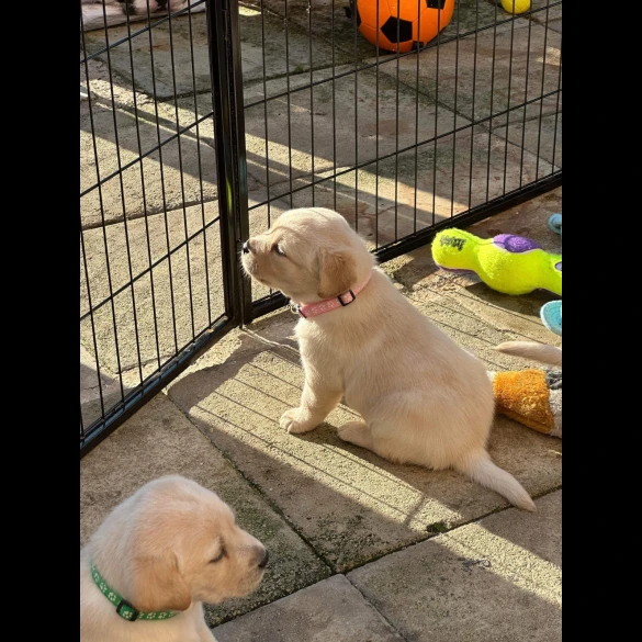 Labrador Retriever - Both