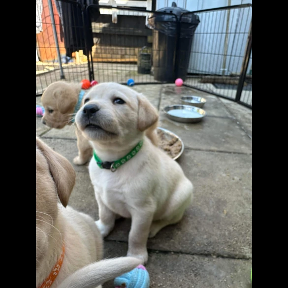 Labrador Retriever - Both