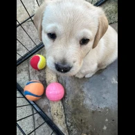 Labrador Retriever - Both