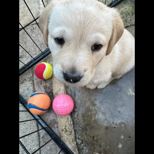 Labrador Retriever - Both