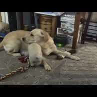 Labrador Retriever - Both