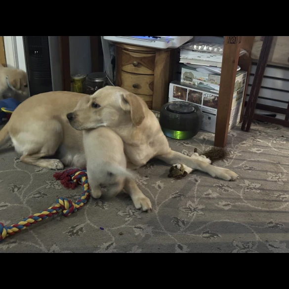 Labrador Retriever - Both
