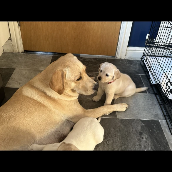 Labrador Retriever - Both