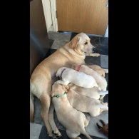 Labrador Retriever - Both