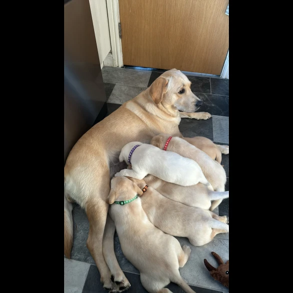 Labrador Retriever - Both