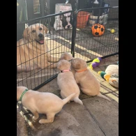 Labrador Retriever - Both