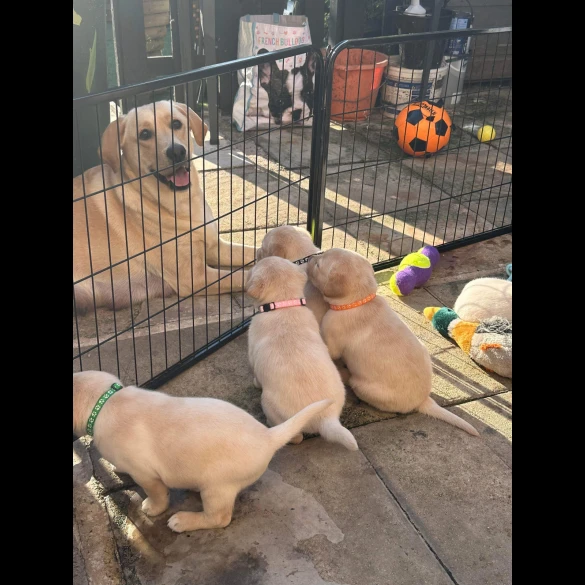 Labrador Retriever - Both