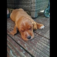 Mixed Breed - Both