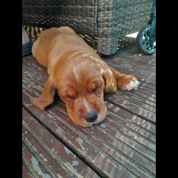 Mixed Breed - Both
