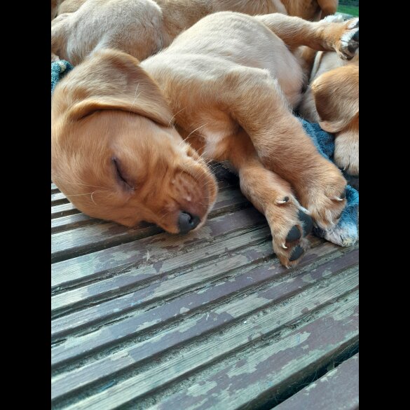 Mixed Breed - Both
